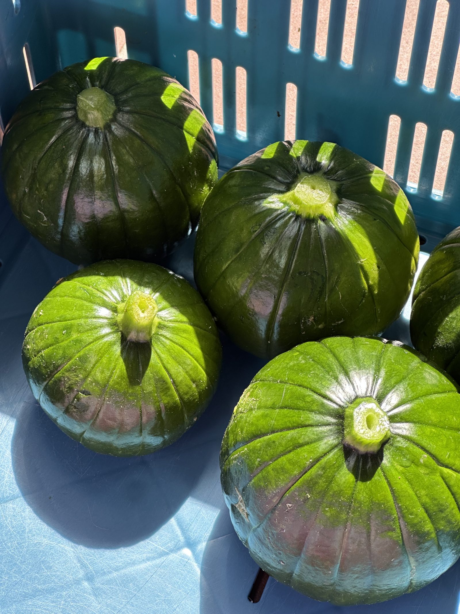 Grüne runde Zucchini, Zapallito