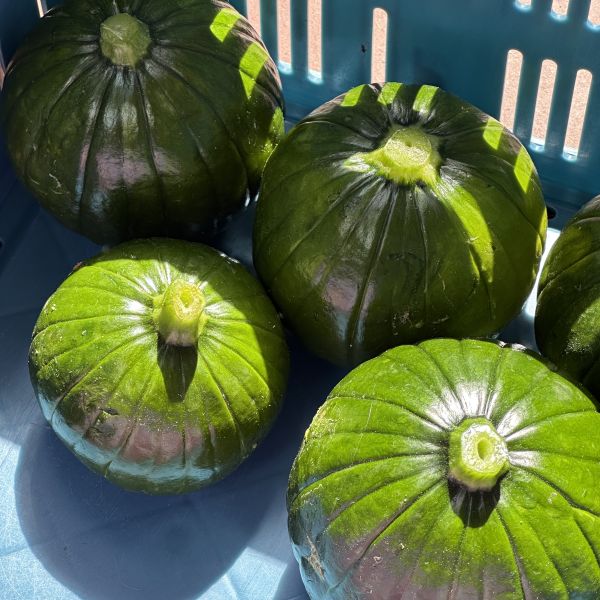 Grüne runde Zucchini, Zapallito