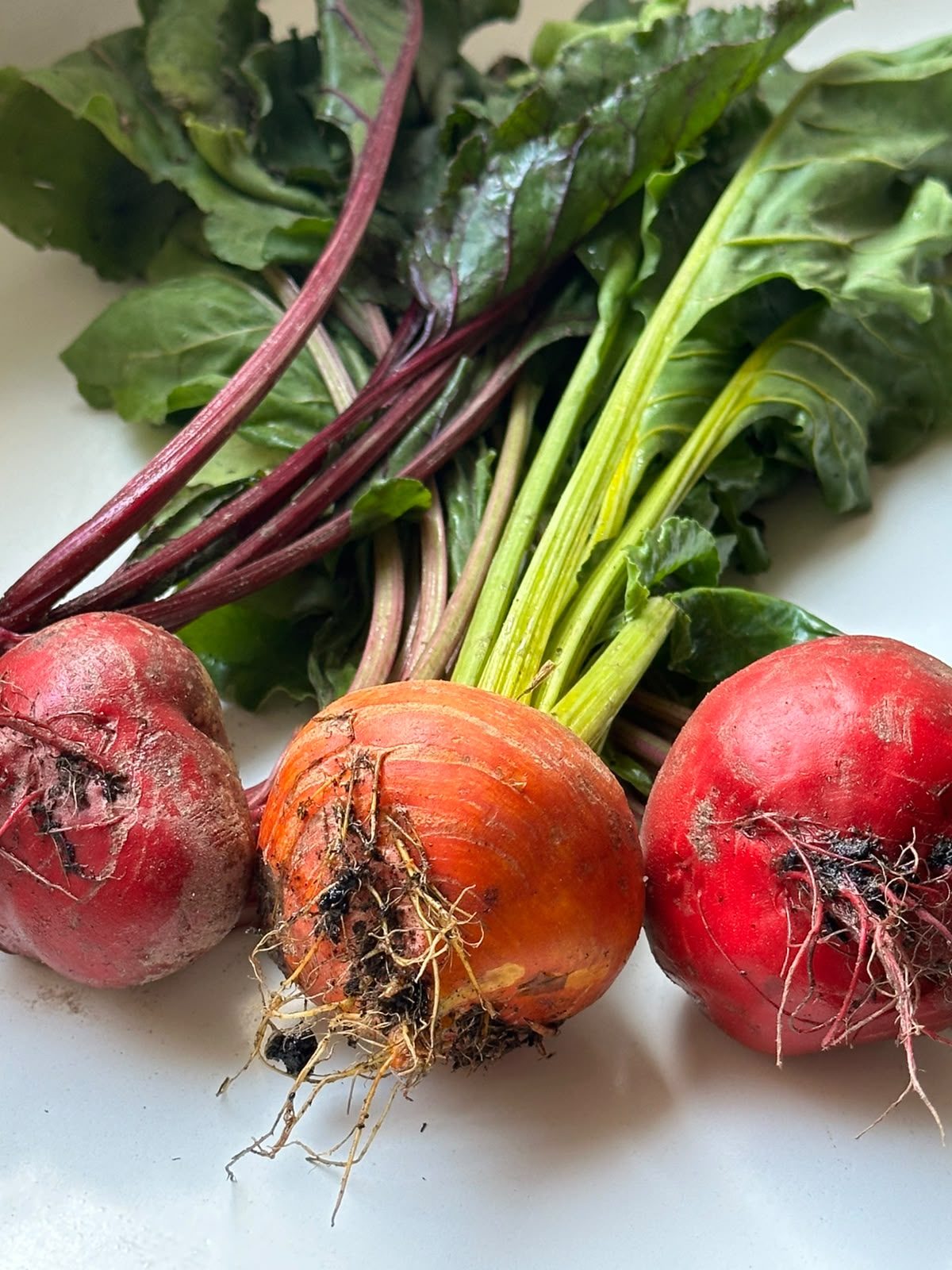 Junge Bunte Bete (1-kg-Bund)