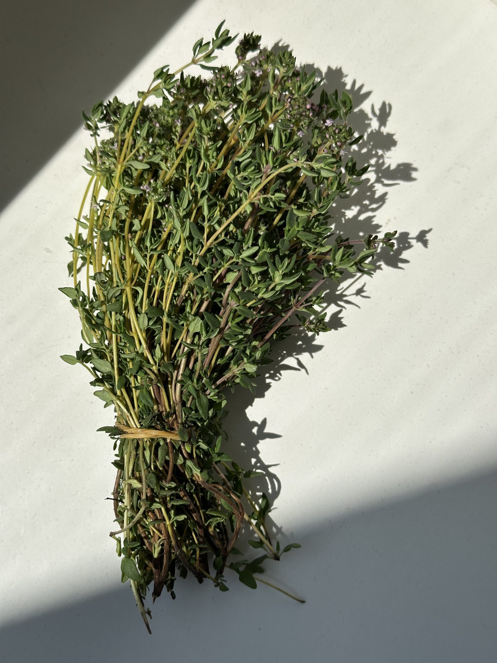 Thymian