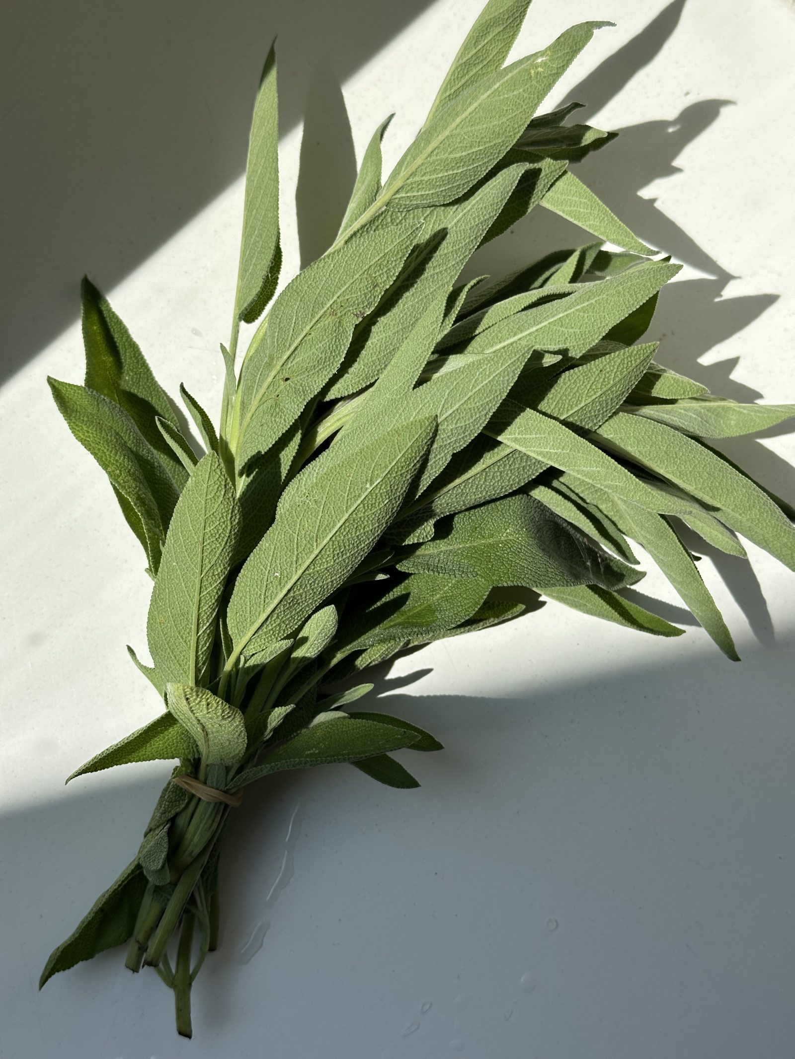 Salbei