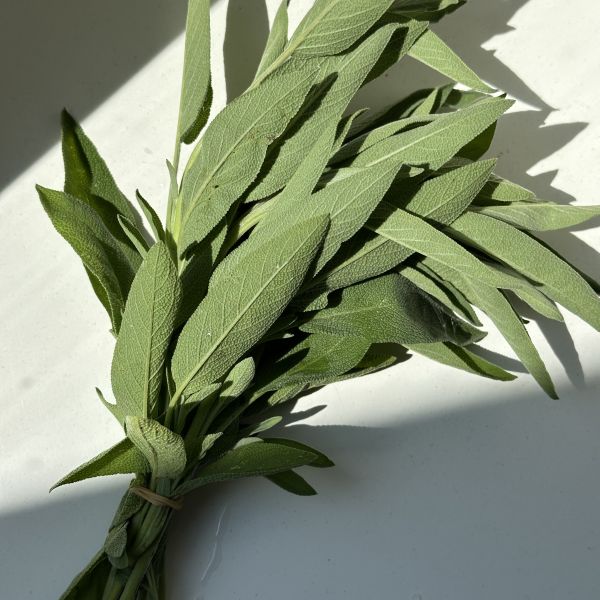 Salbei