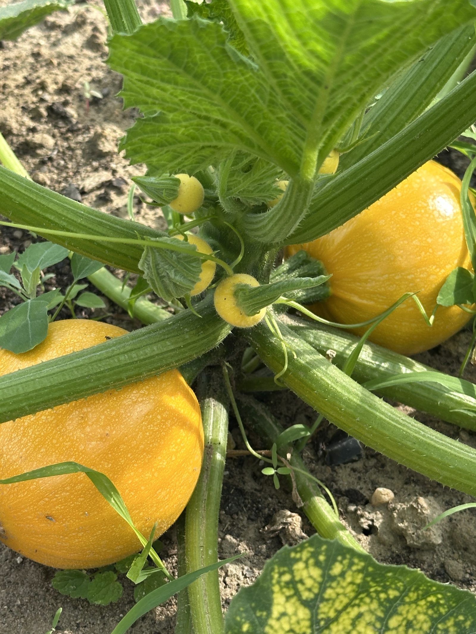 Gelbe runde Zucchini