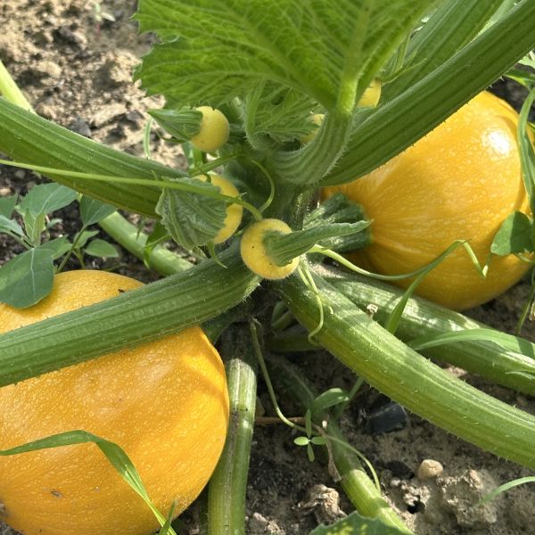 Gelbe runde Zucchini