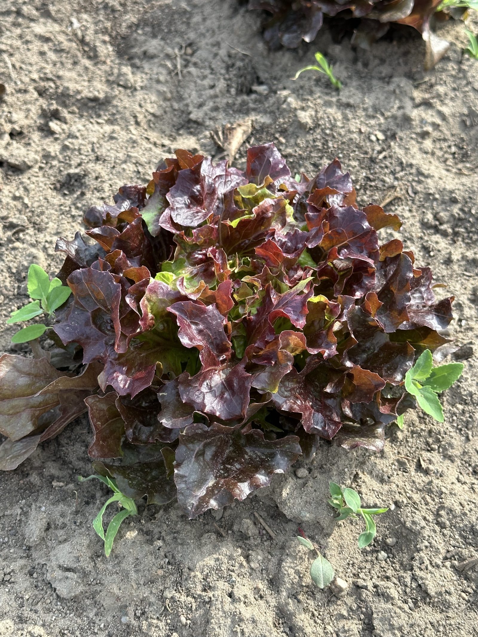 Batavia Salat