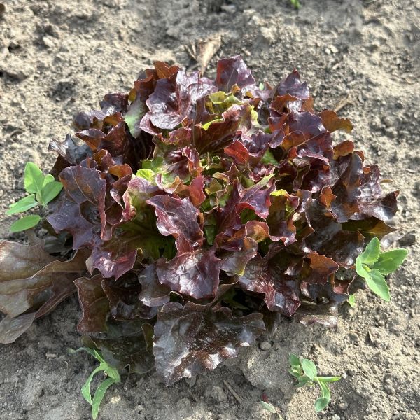 Batavia Salat