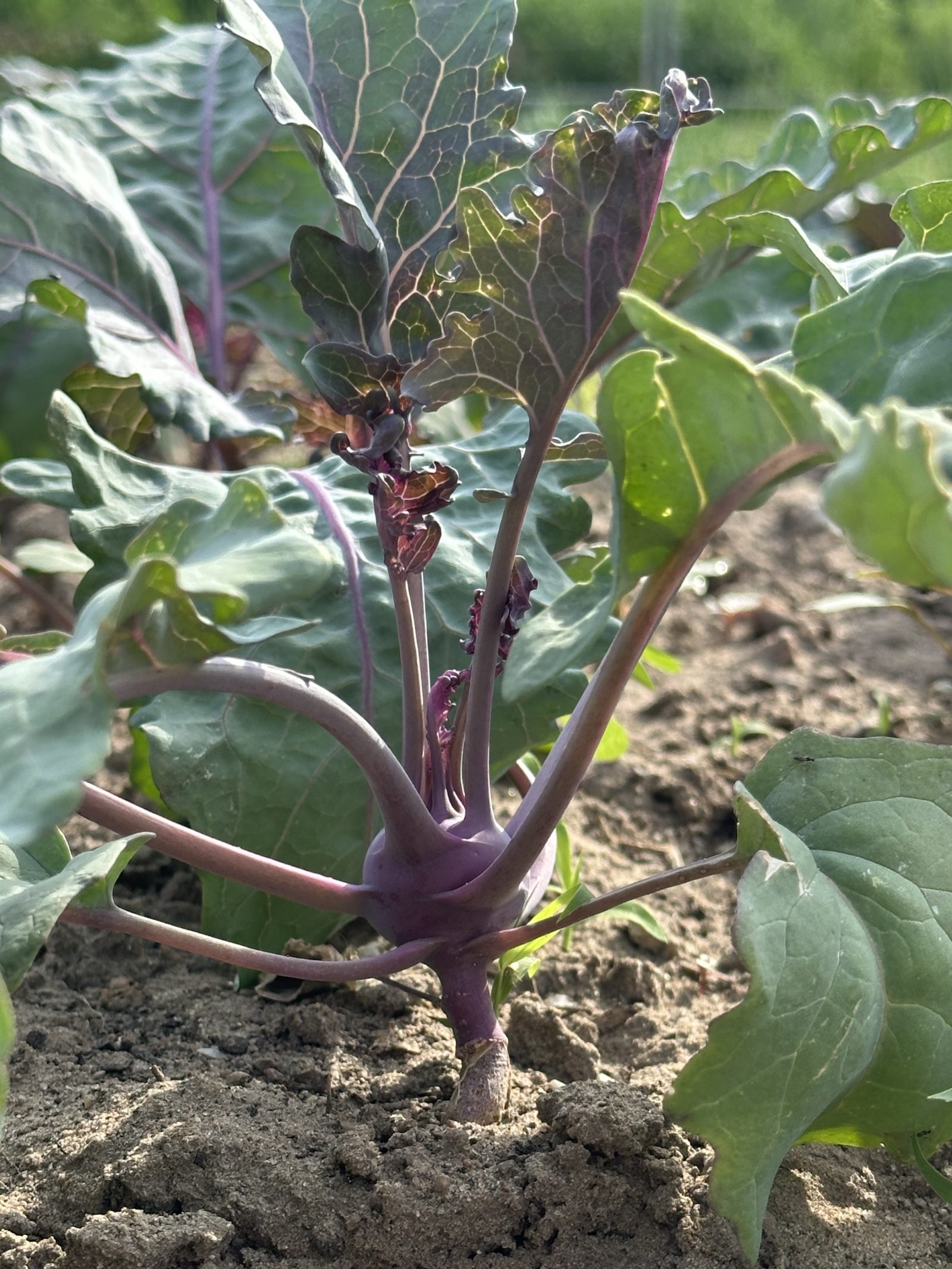 Violetter Kohlrabi