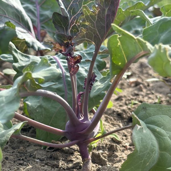 Violetter Kohlrabi