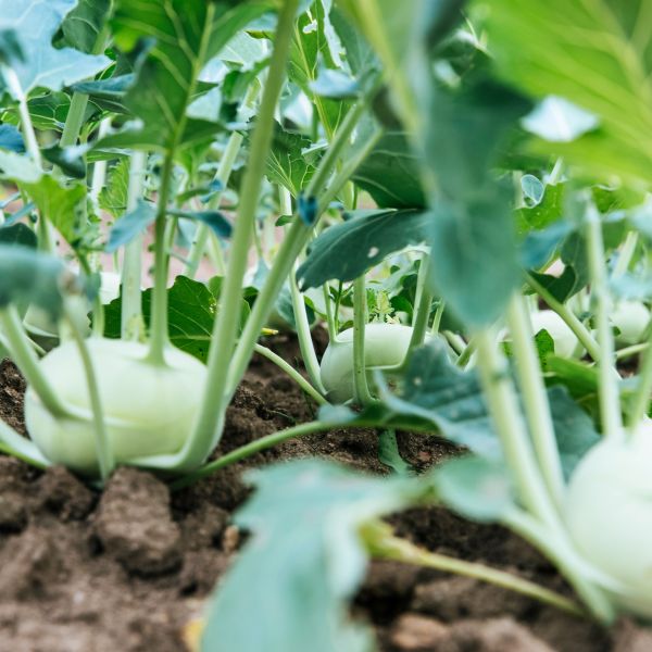 Grüner Kohlrabi