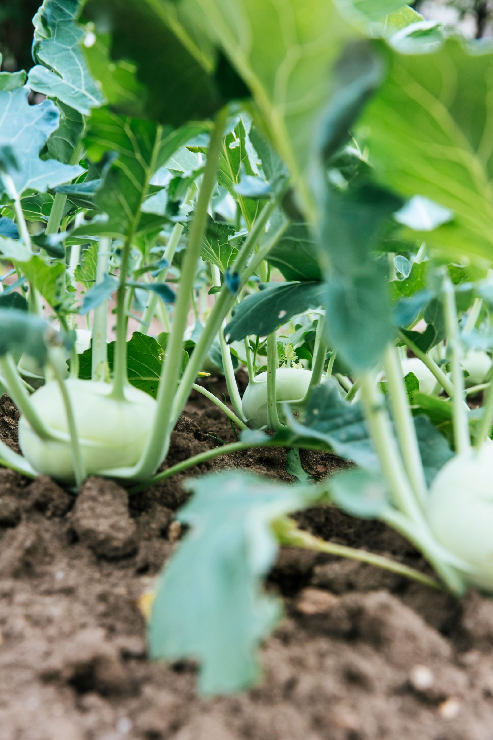 Grüner Kohlrabi