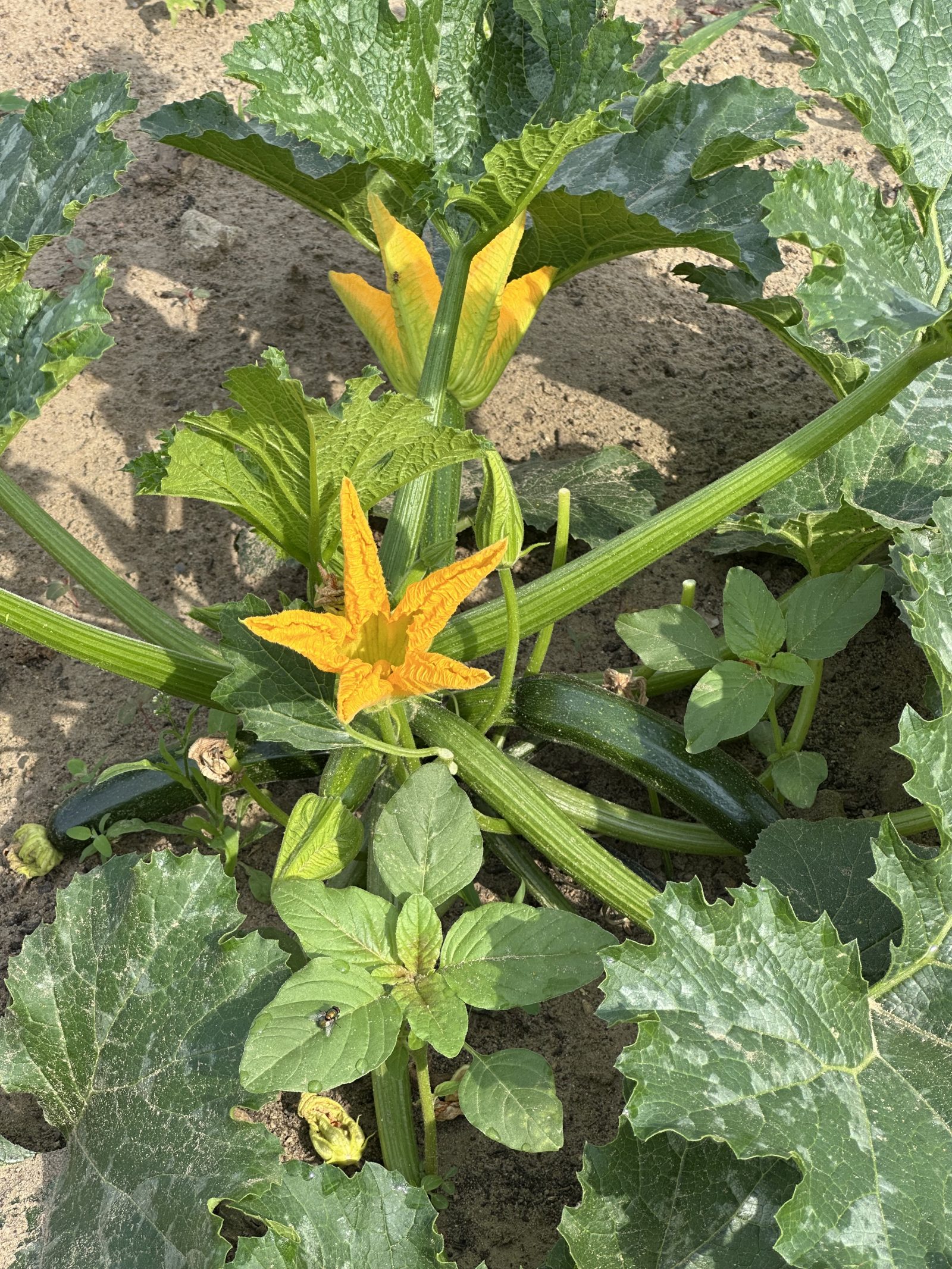 Zucchiniblüten