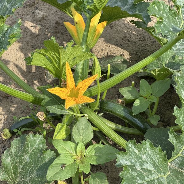 Zucchiniblüten