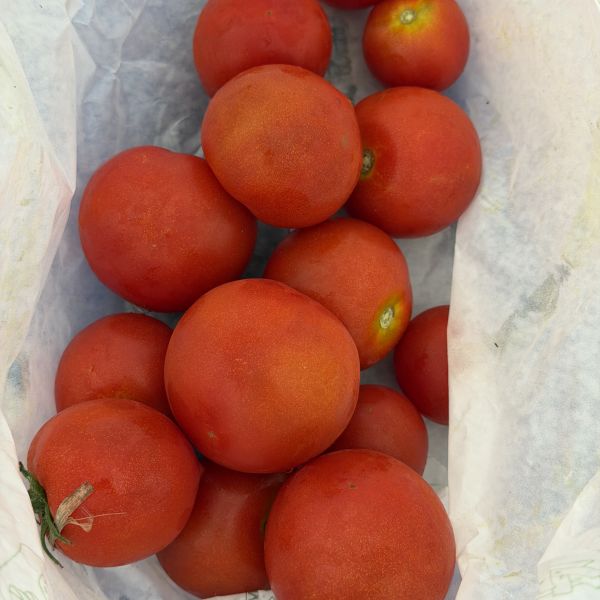 Tomaten mix (verschiedene Sorten)