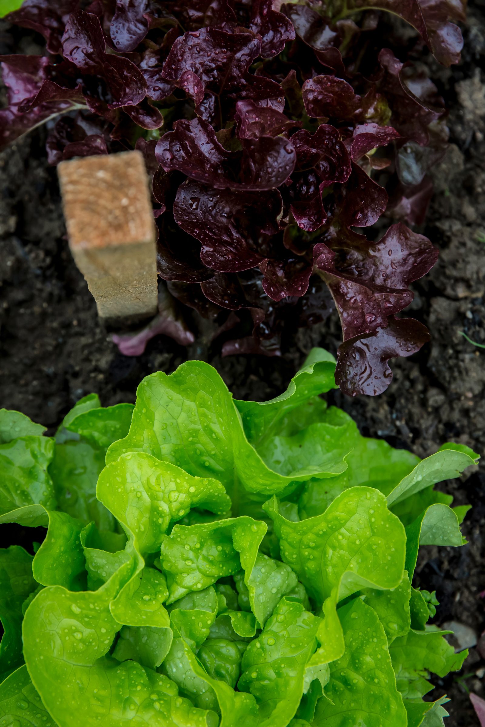 Eichblattsalat (grün/rot)