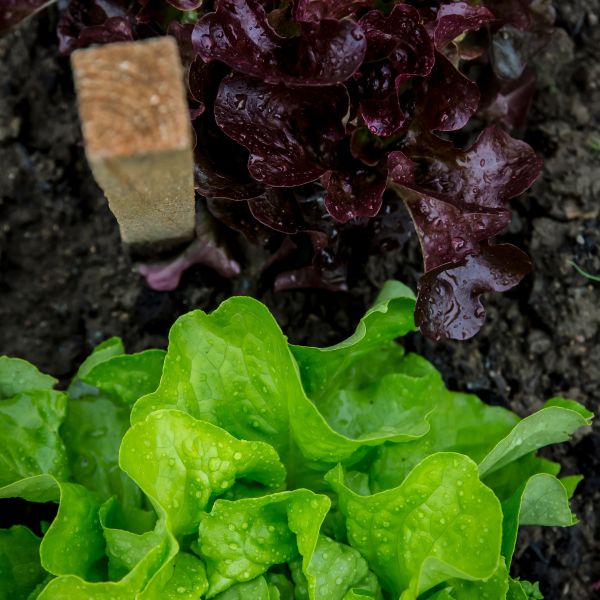 Eichblattsalat (grün/rot)