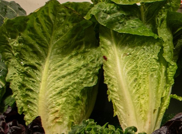 Römersalat