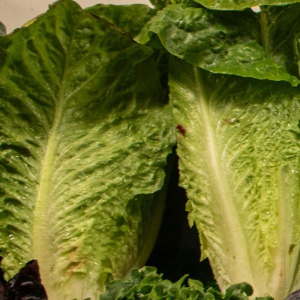 Römersalat