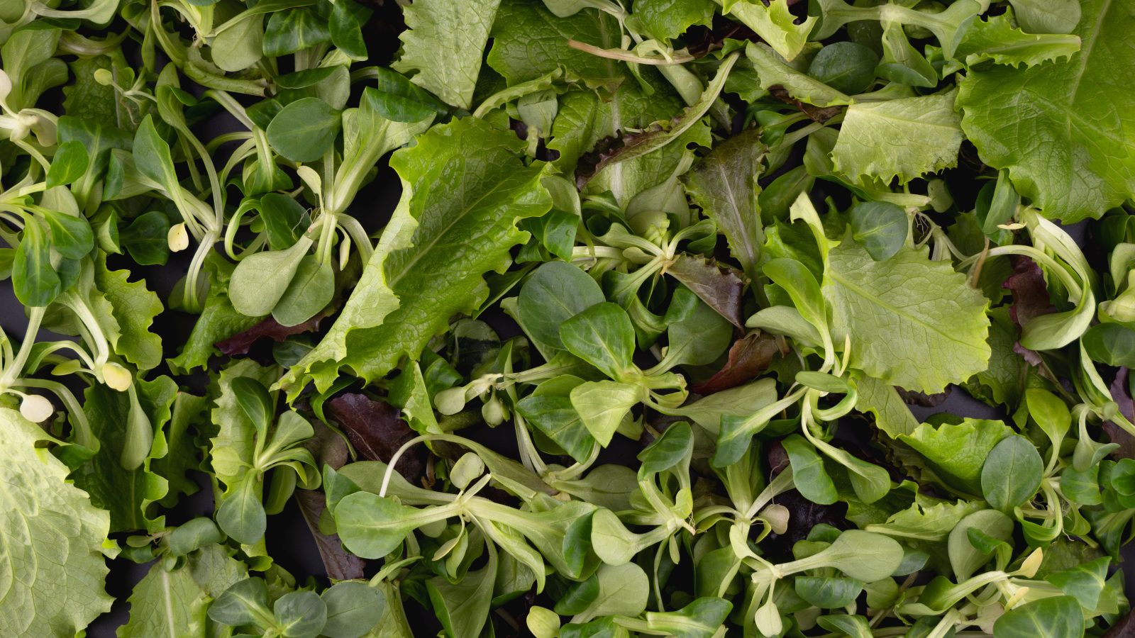 Salatmix (Römersalat, Amaranth, Portulak, Melde)