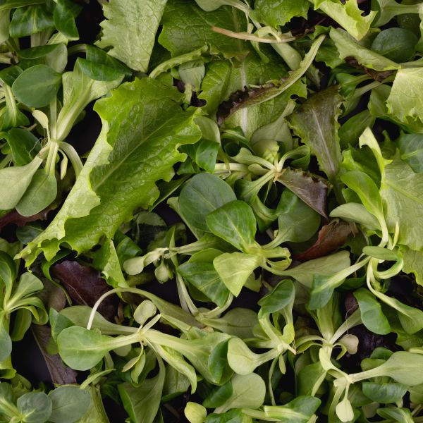 Salatmix (Römersalat, Amaranth, Portulak, Melde)