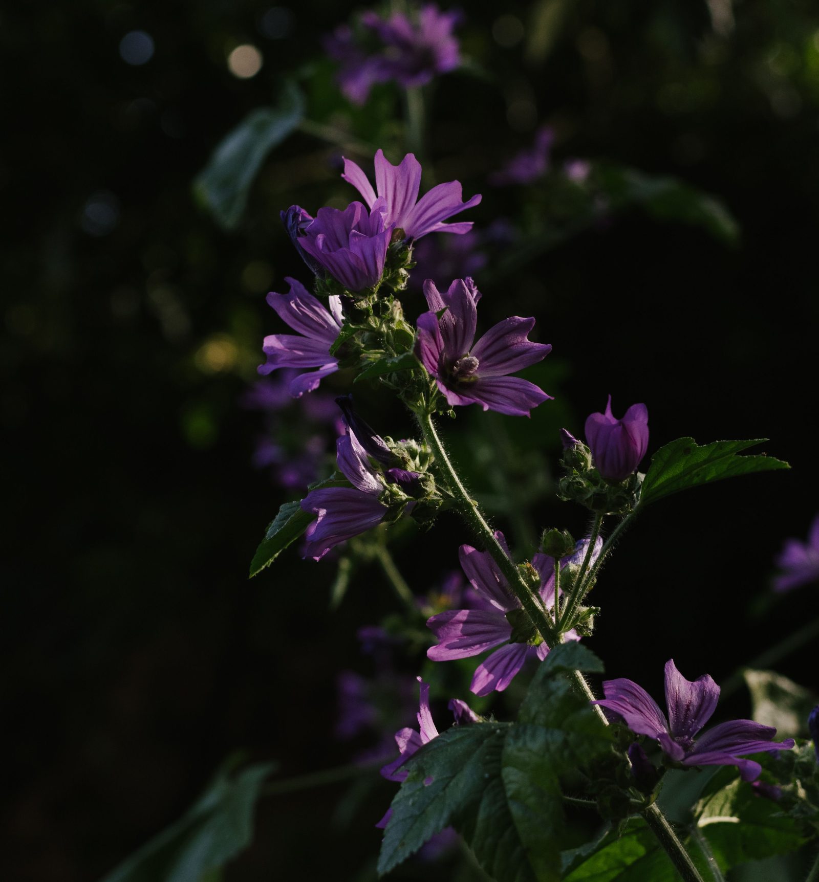 Malvenblüten (lose)
