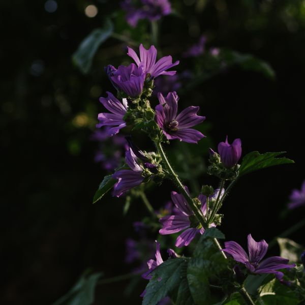 Malvenblüten (lose)