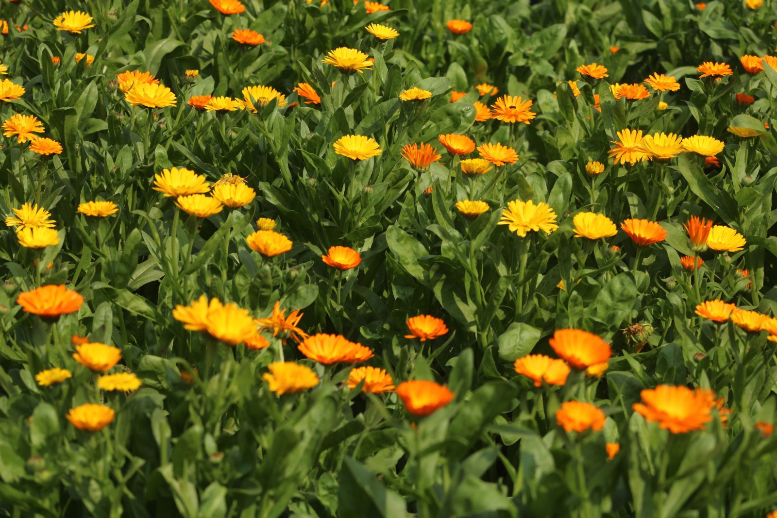 Ringelblumenblüten (lose)