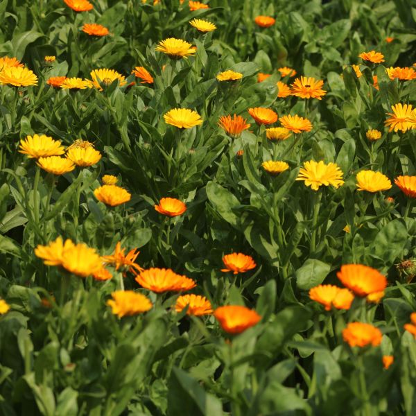 Ringelblumenblüten (lose)