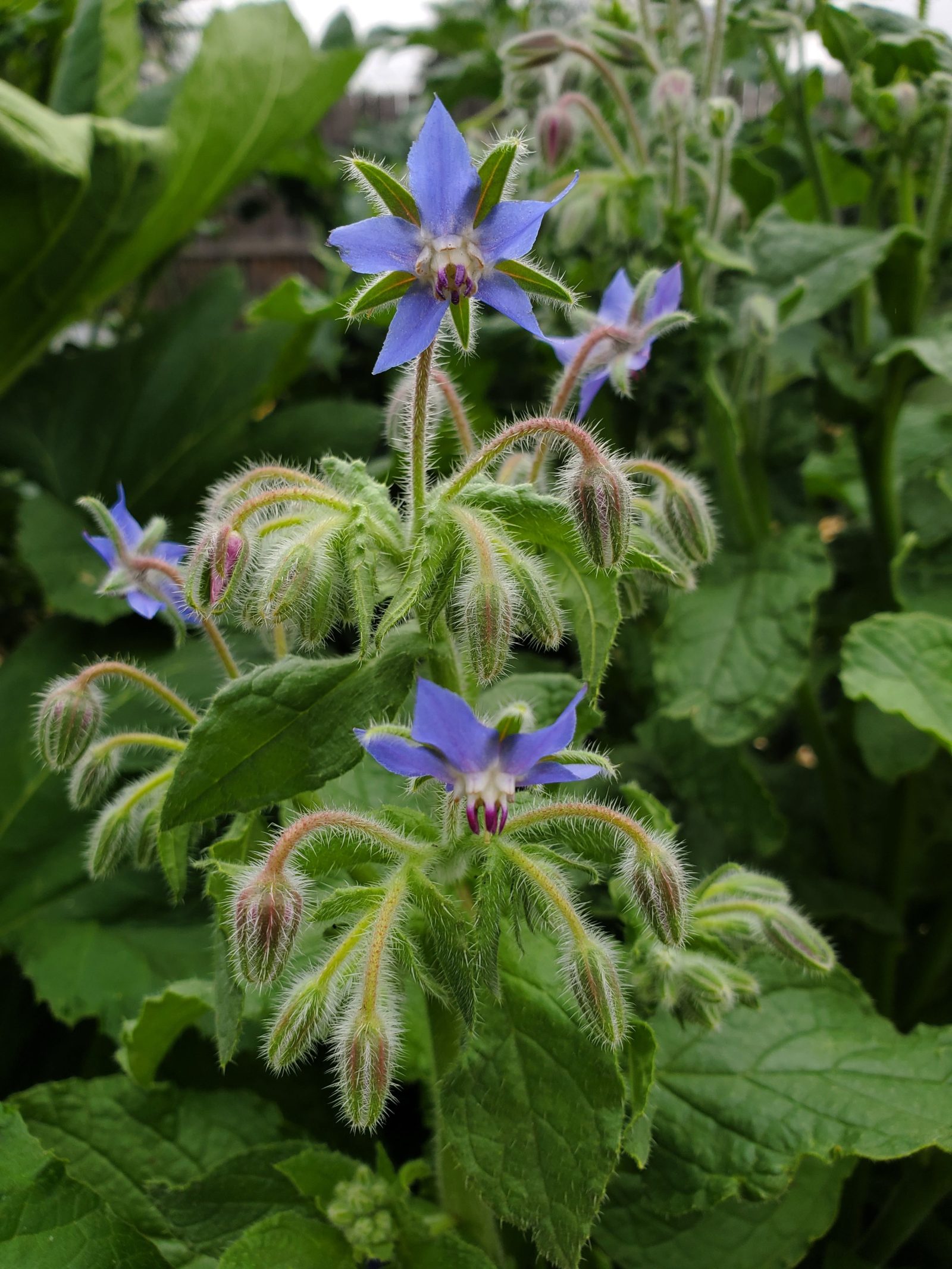 Borretsch-Blüten (einzeln)