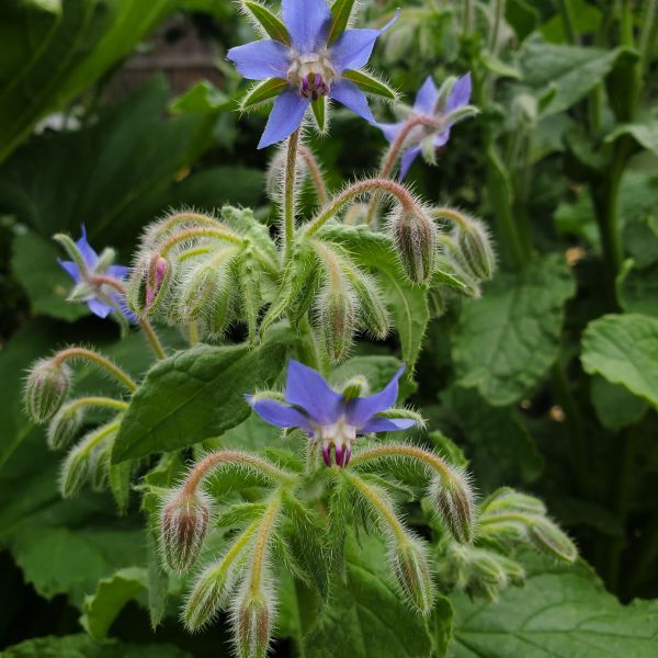 Borretsch-Blüten (einzeln)