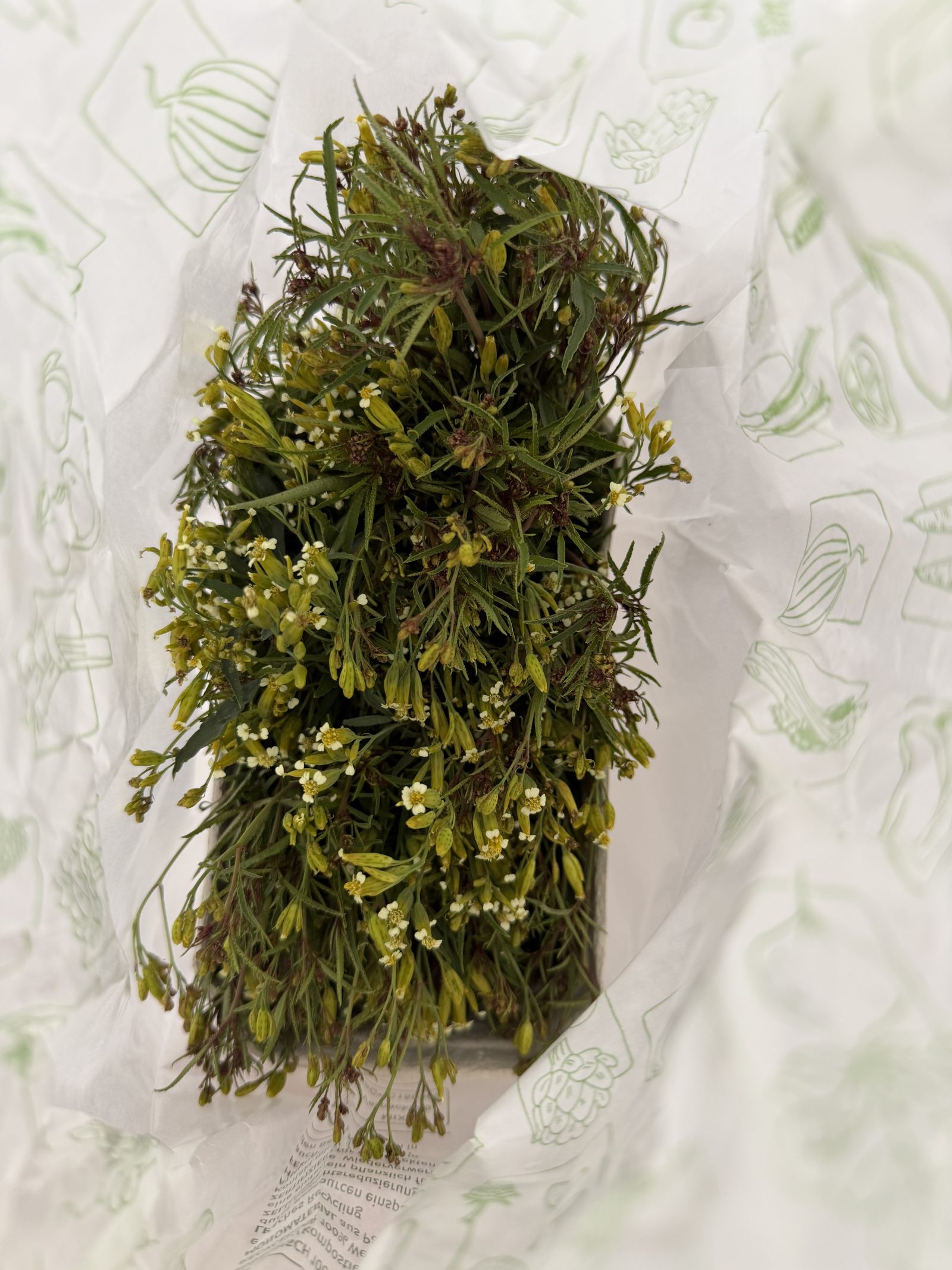 Mexikanische Riesentagetes (Blüten)