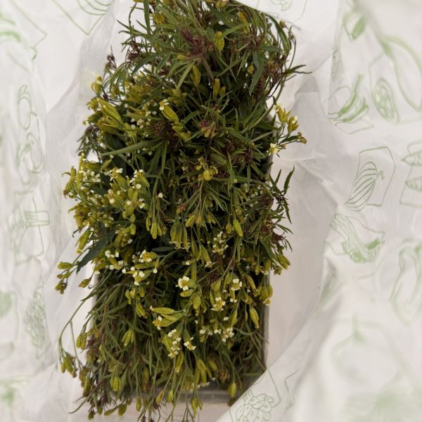 Mexikanische Riesentagetes (Blüten)