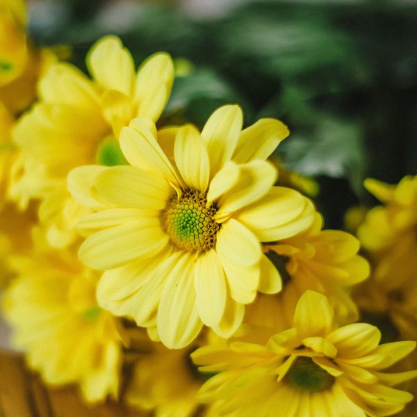 Chrysanthemenstrauß