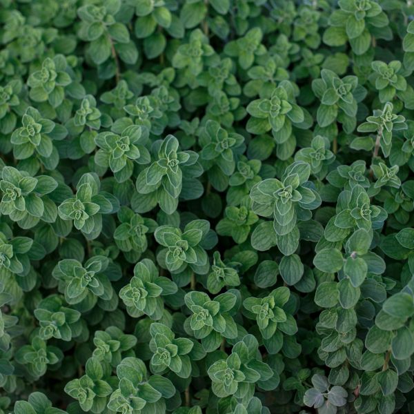 Griechischer Oregano im Topf