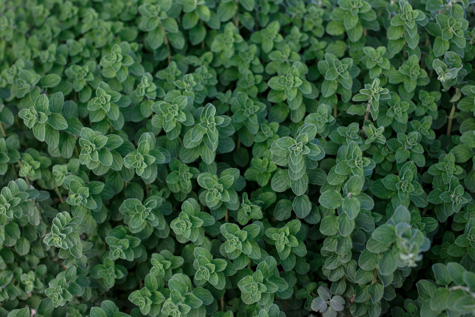 Oregano im Topf