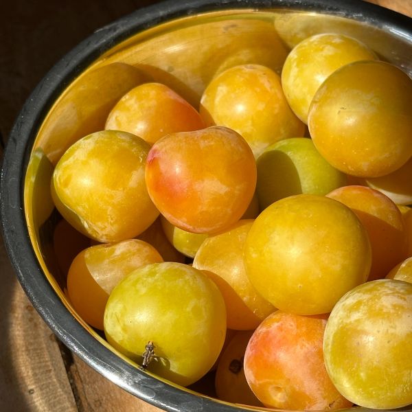 Mirabellen (250g-Schale)