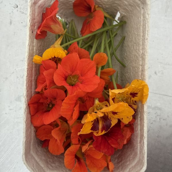 Kapuzinerkresseblüten