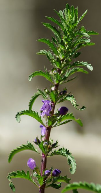 Drachenkopf