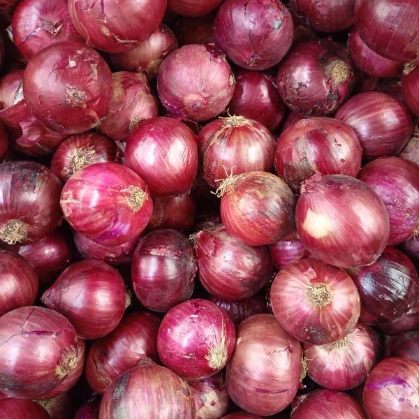 Zwiebel Rot