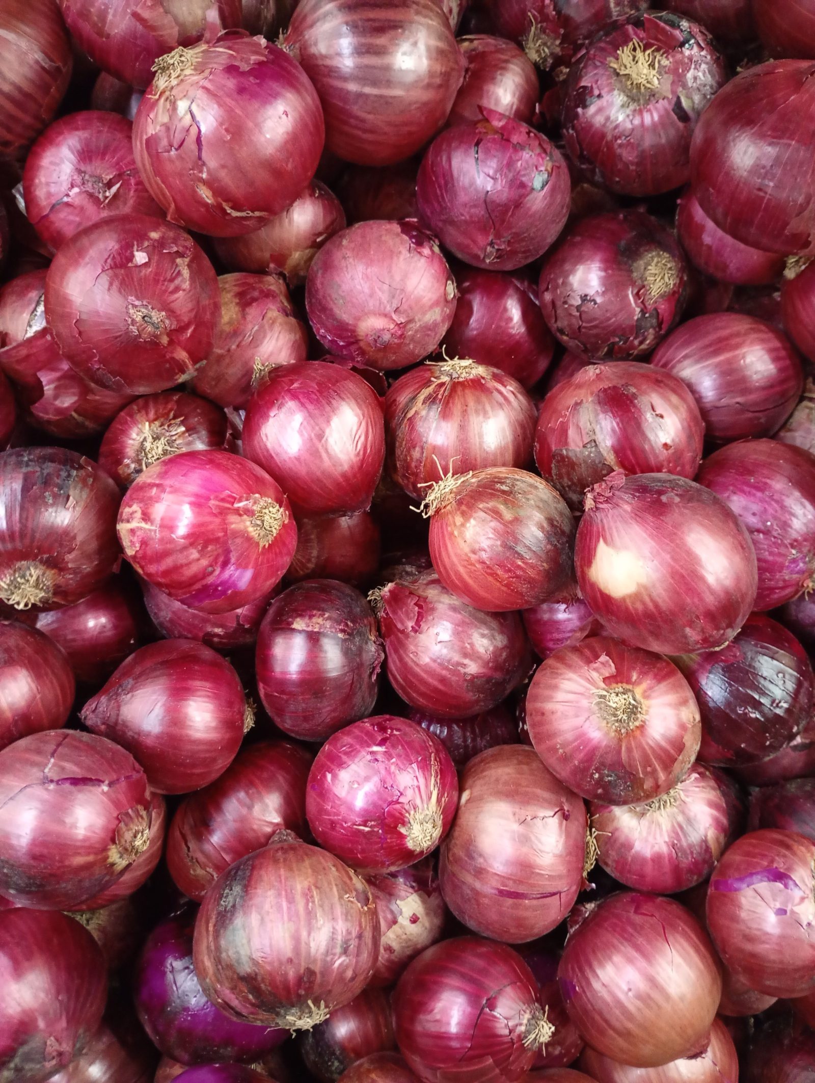Zwiebel Rot