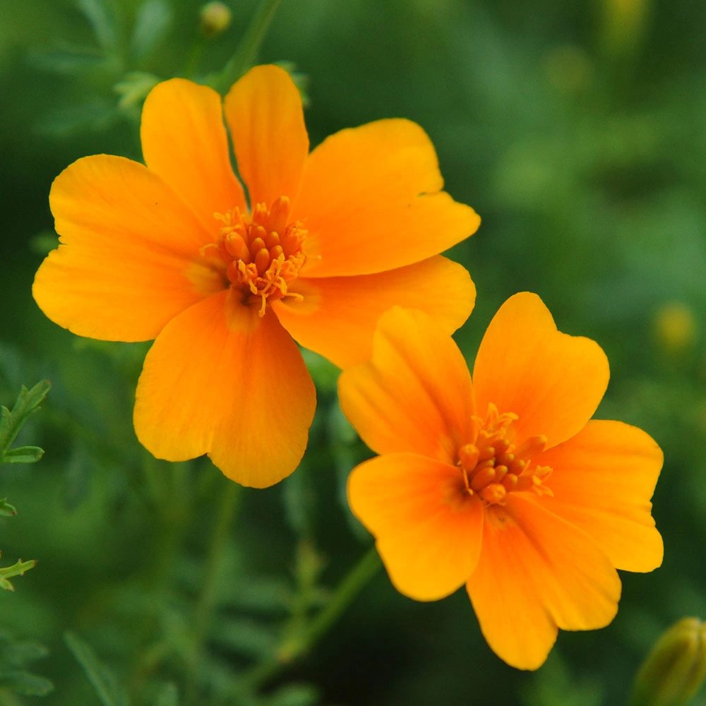 Gewürztagetes