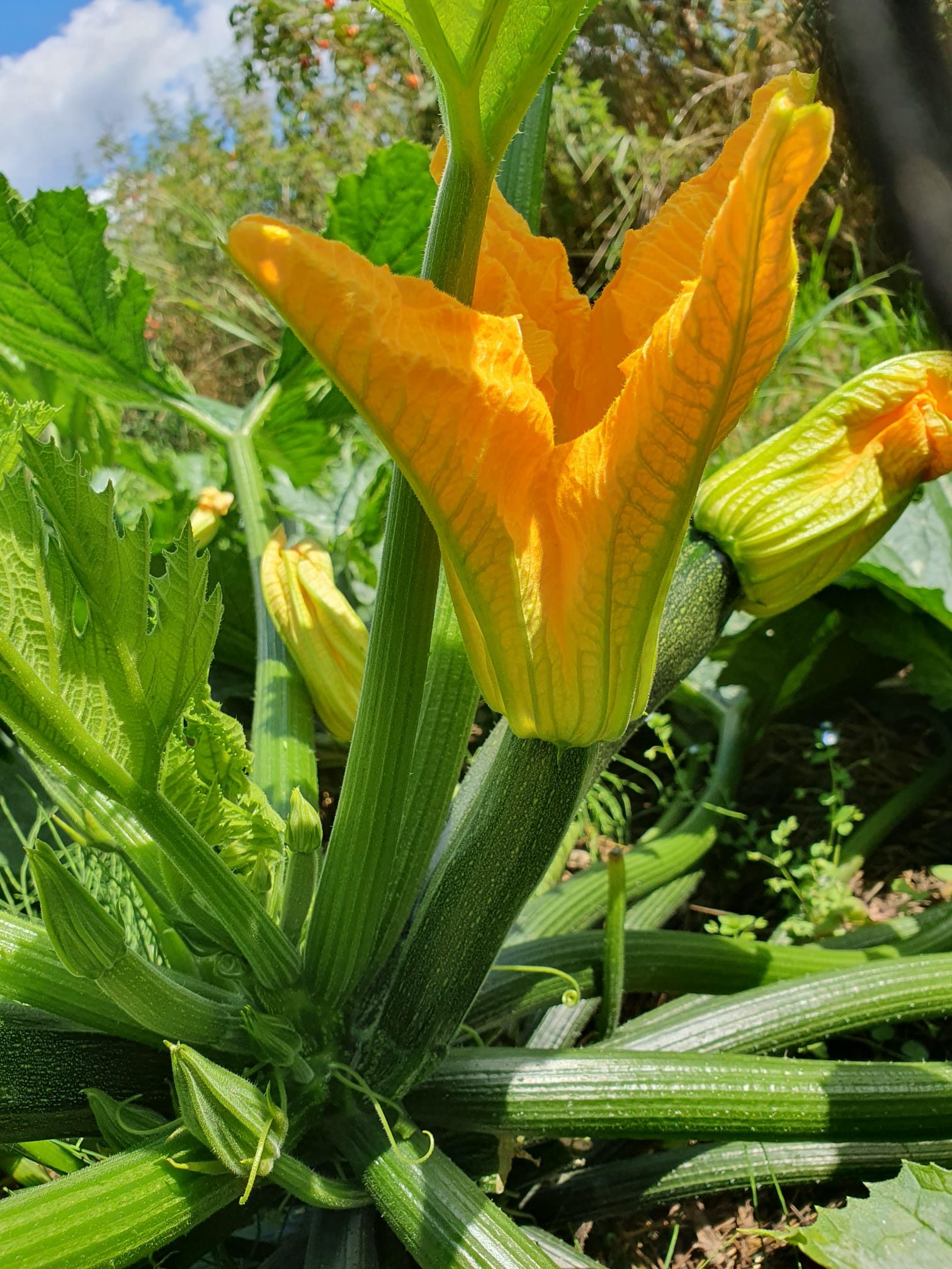 Kleine Zucchini mit Blüte (St)