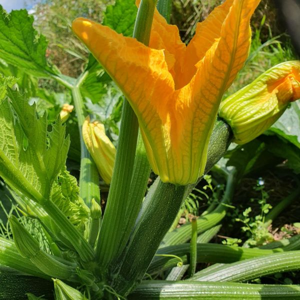 Kleine Zucchini mit Blüte (St)