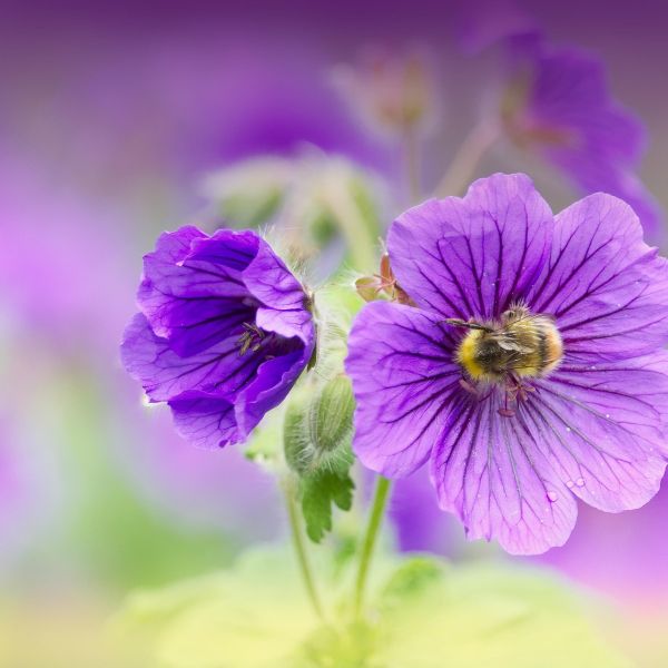 Malvenblüten