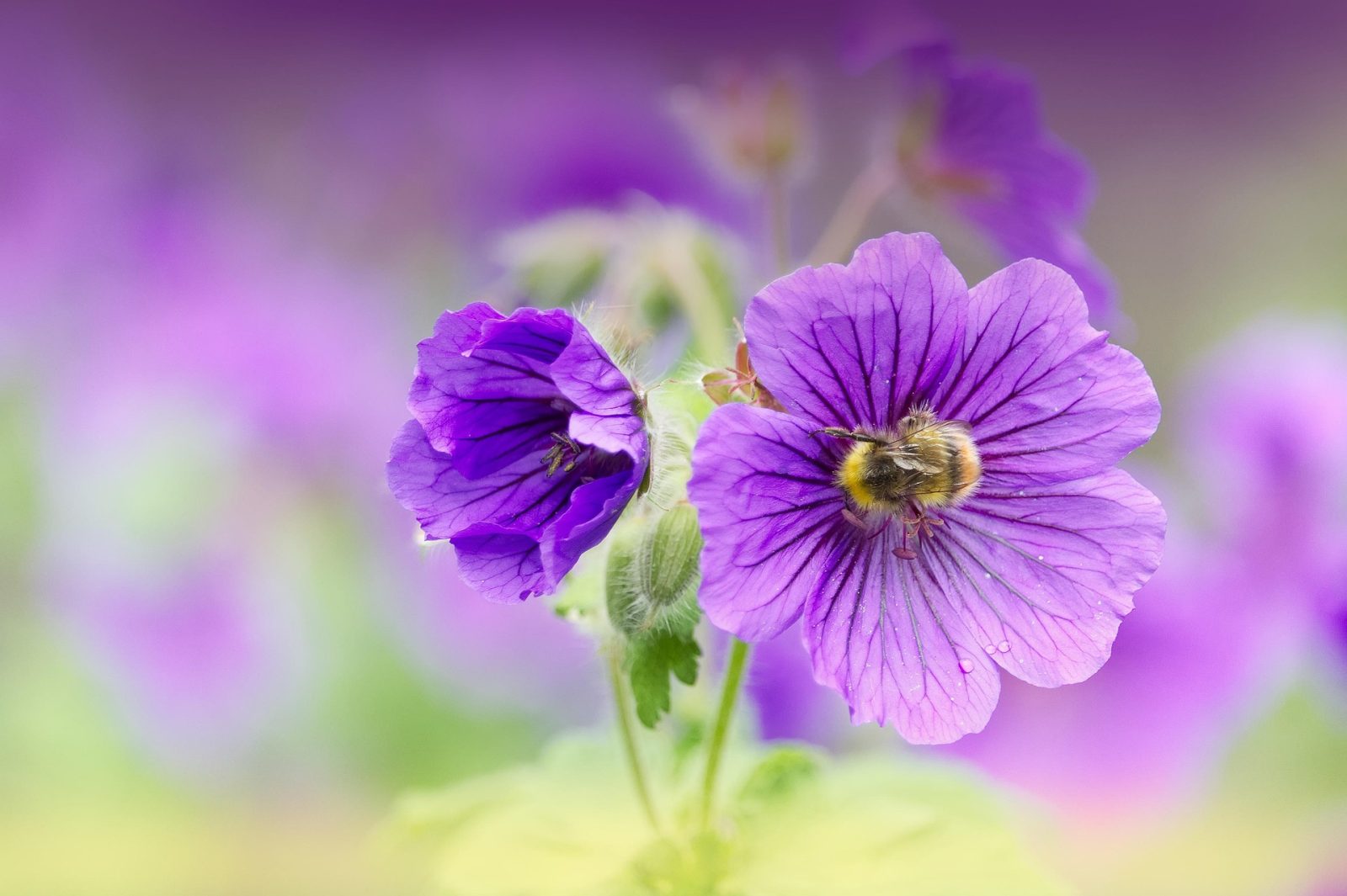 Malvenblüten