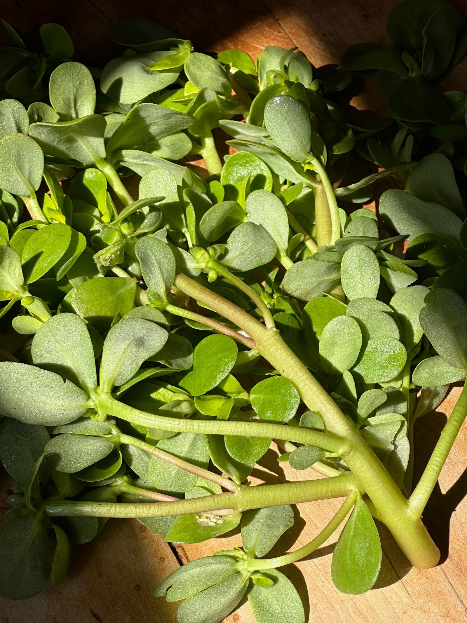 Postelein Salat Sommer