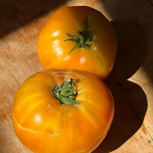 Fleischtomaten