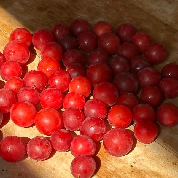 Mirabellen, rot (500g-Schale)