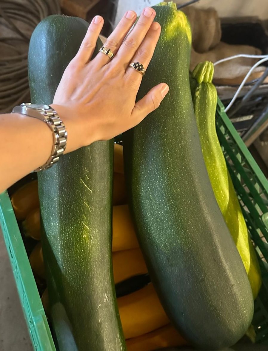 Riesenzucchini (~1,5-2kg)