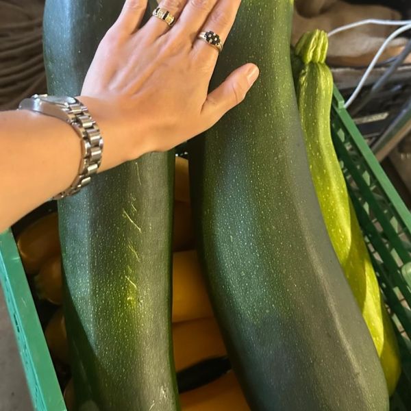 Riesenzucchini (~1,5-2kg)