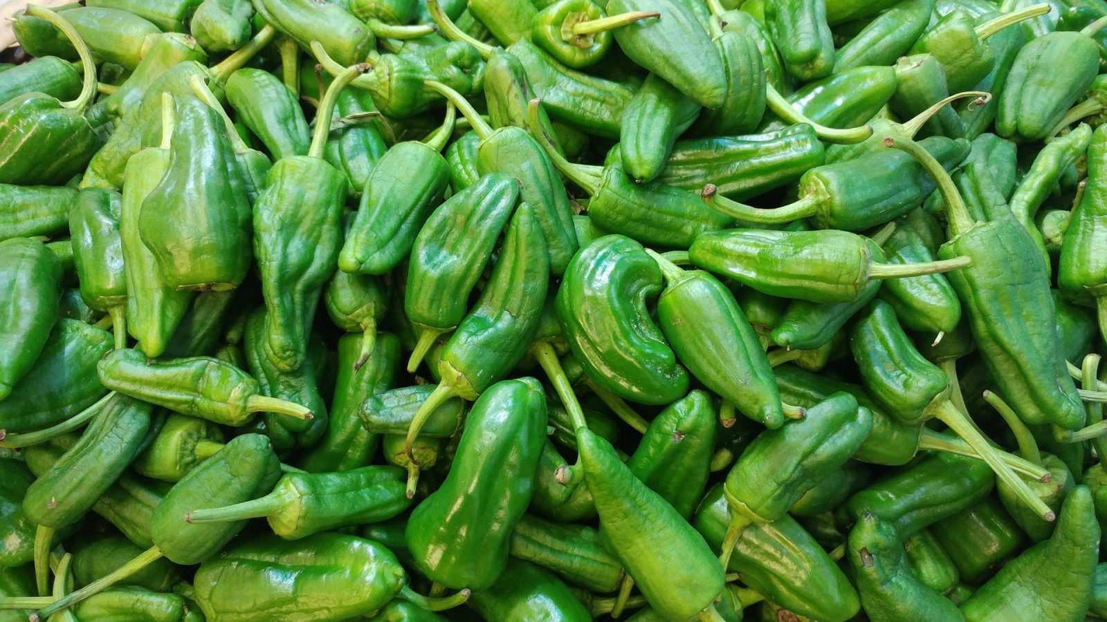 Pimientos de Padron